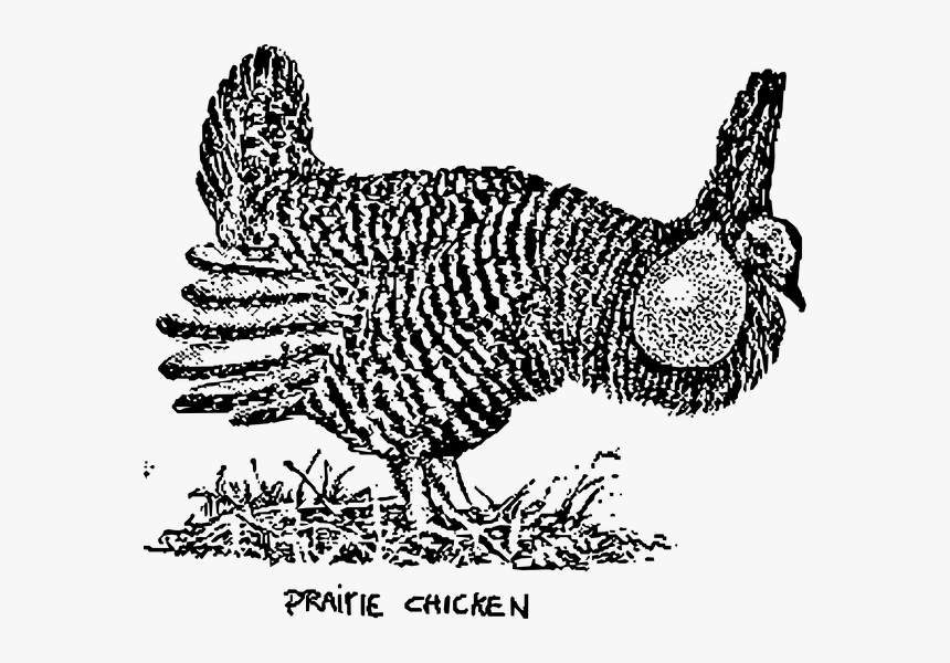 Prairie Chicken Clip Art, HD Png Download, Free Download