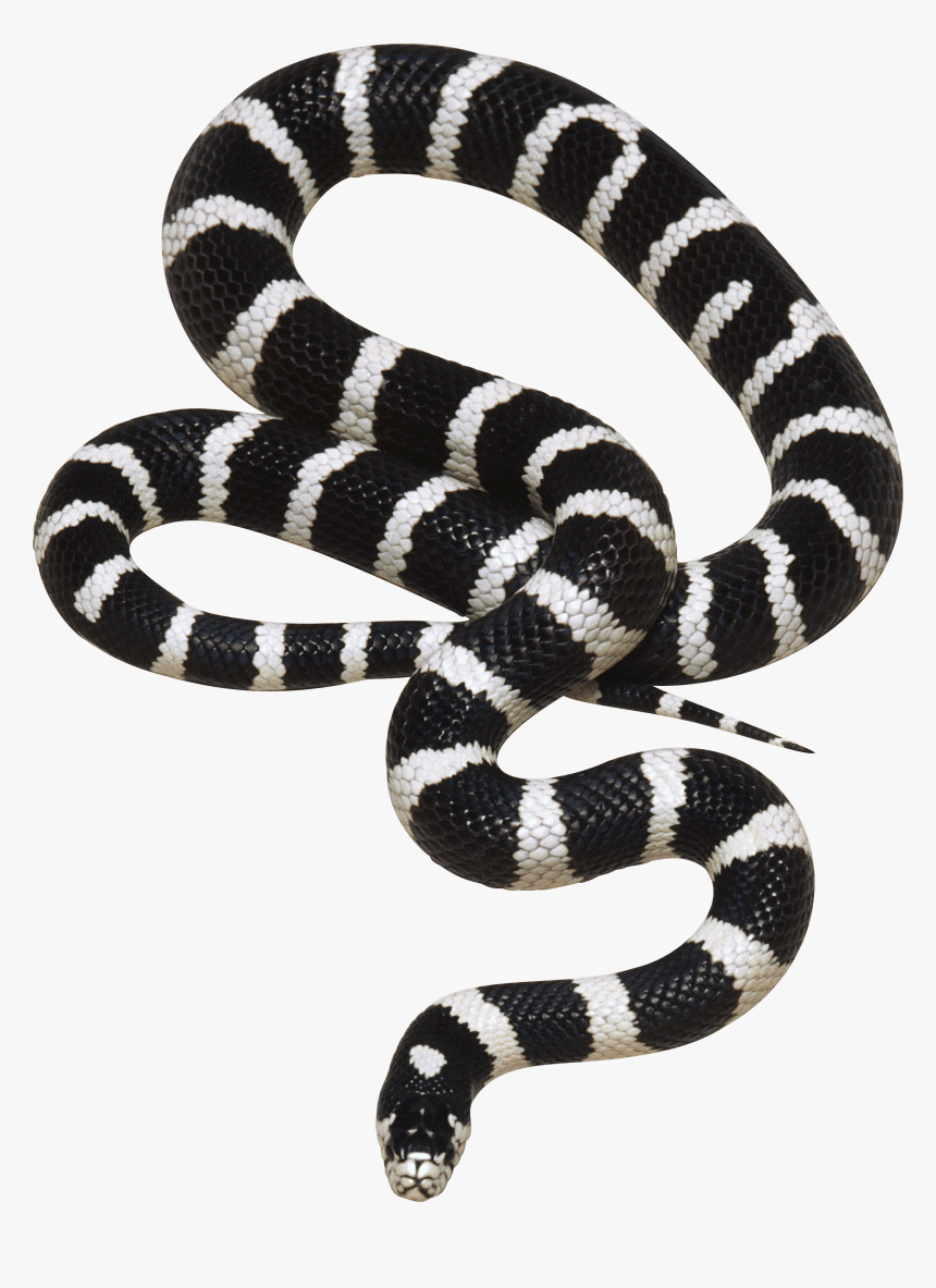 Black And White Snake Png Image - Real Black And White Snake, Transparent Png, Free Download