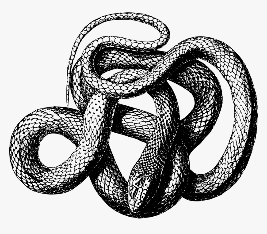 Transparent Rattlesnake Clipart Free - Snake Png Black And White, Png Download, Free Download