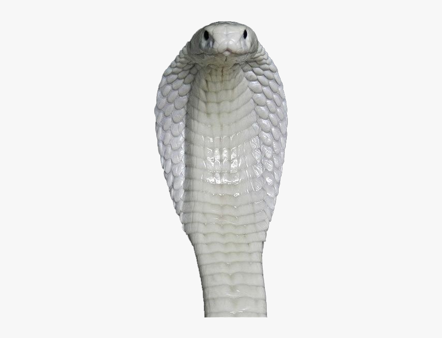 King Cobra,scaled Reptile,mamba,black Mamba - Transparent White Snake Png, Png Download, Free Download