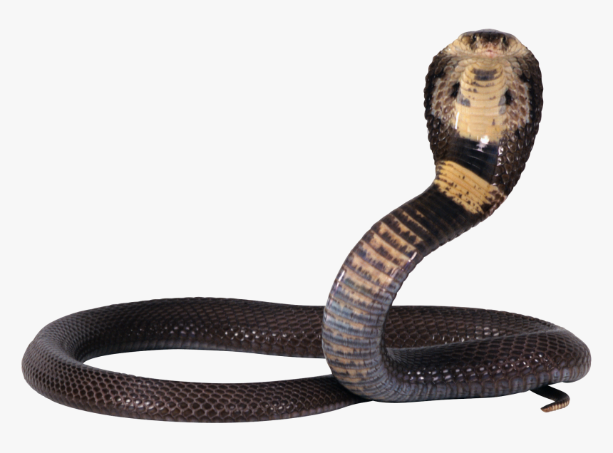 Snakes Png, Transparent Png, Free Download