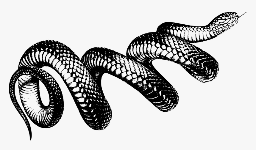 Snake Art Png - Transparent Background Snake Png, Png Download, Free Download