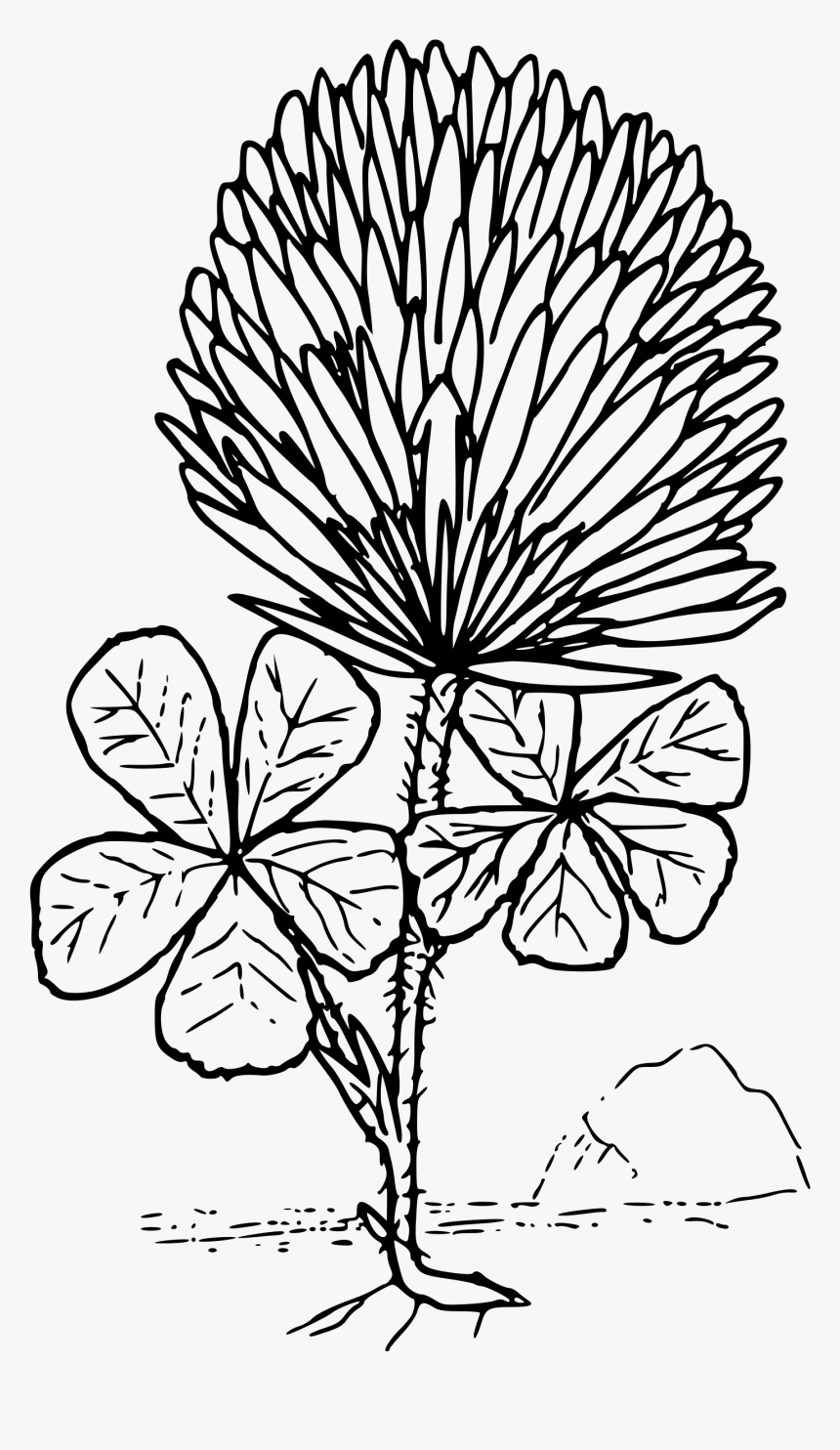 Transparent White Clover Png - Clover Flower Coloring Page, Png Download, Free Download