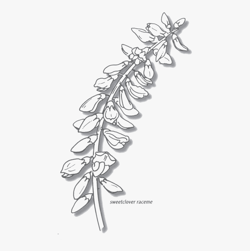 Sweetclover - Line Art, HD Png Download, Free Download