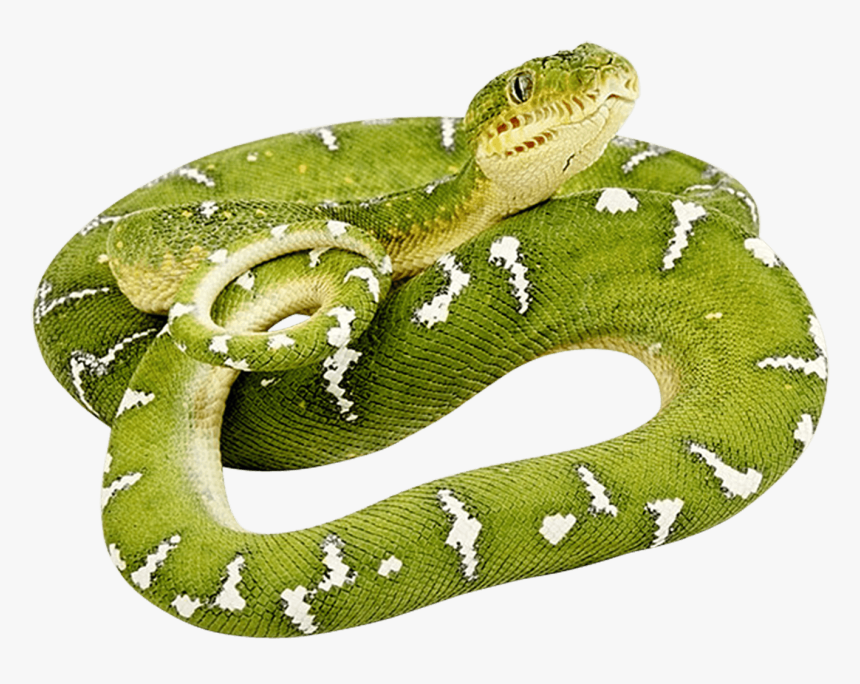 Rainforest Snake Png - Green Snake Png, Transparent Png, Free Download