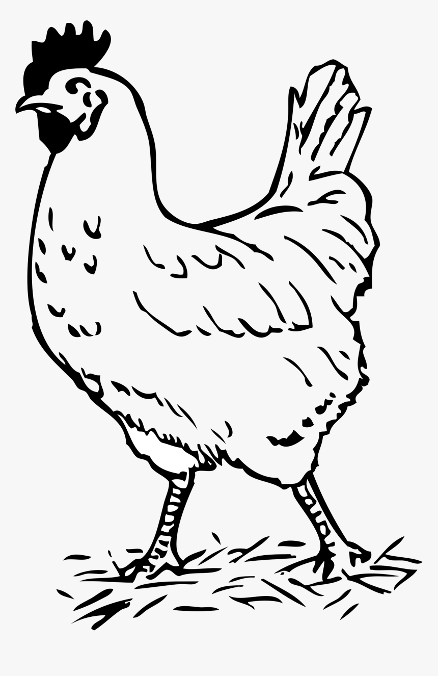 Clipart Black And White Chicken - Hen Black And White, HD Png Dow...