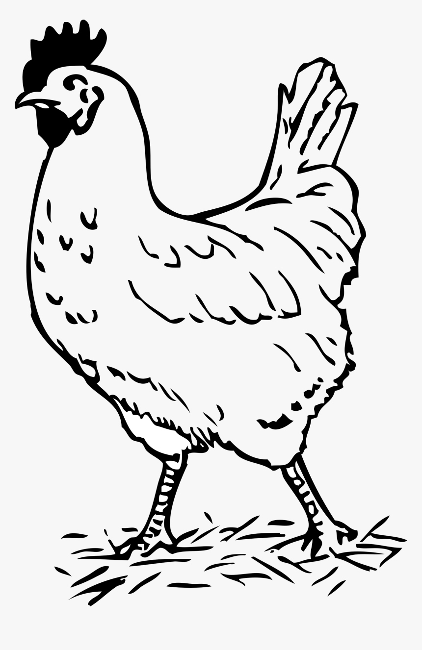 Clipart Black And White Chicken - Hen Black And White, HD Png Download, Free Download