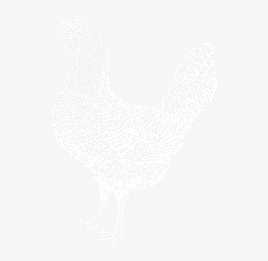 Rooster, HD Png Download, Free Download