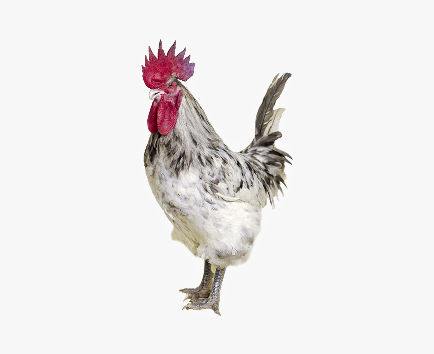 White And Grey Rooster, HD Png Download, Free Download