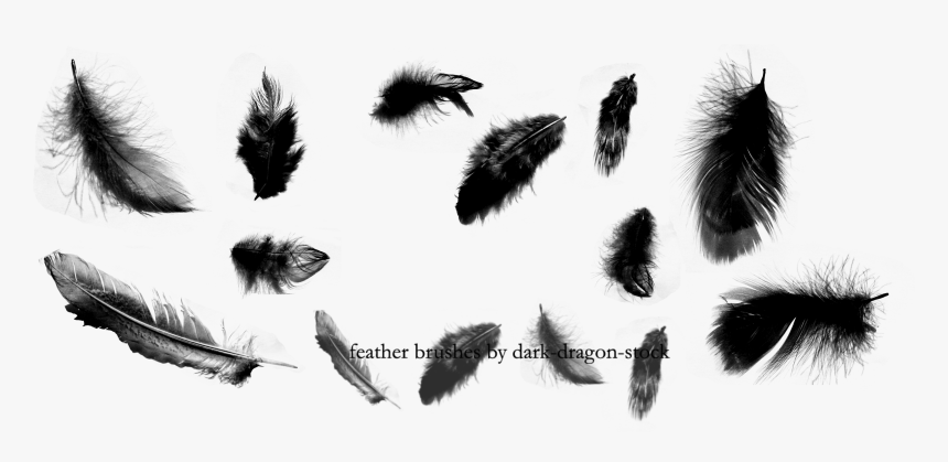 Feather Png Transparent Images Png All - Feathers Brush Photoshop, Png Download, Free Download