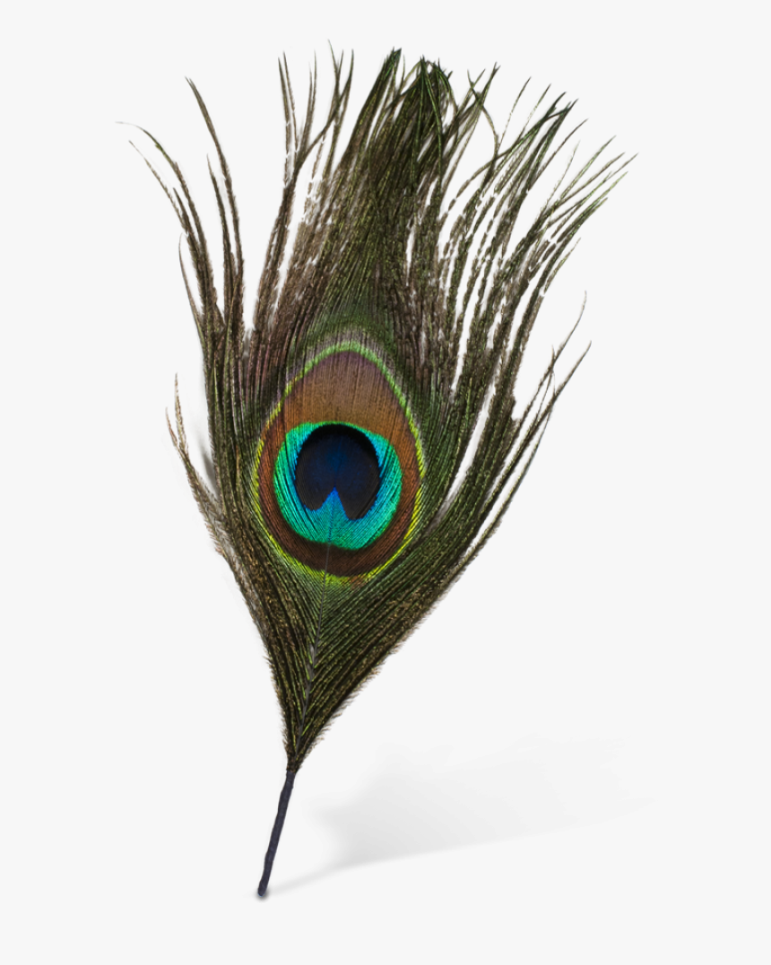 Original Peacock Feather Png - Peacock Feather Images Png, Transparent Png, Free Download