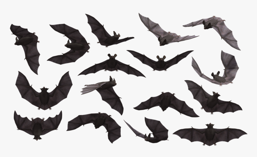 Bat, Bats, Flying, Mammal, Scary, Creepy, Eerie - Bat Flying Cartoon Png, Transparent Png, Free Download