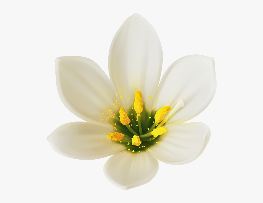 White Png Image Lilyum - White Flower Clipart Png, Transparent Png, Free Download