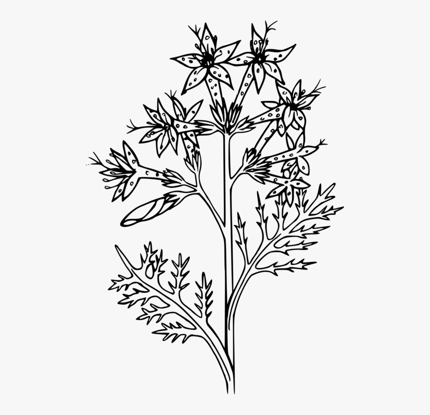 Line Art,plant,flora - Line Art, HD Png Download, Free Download