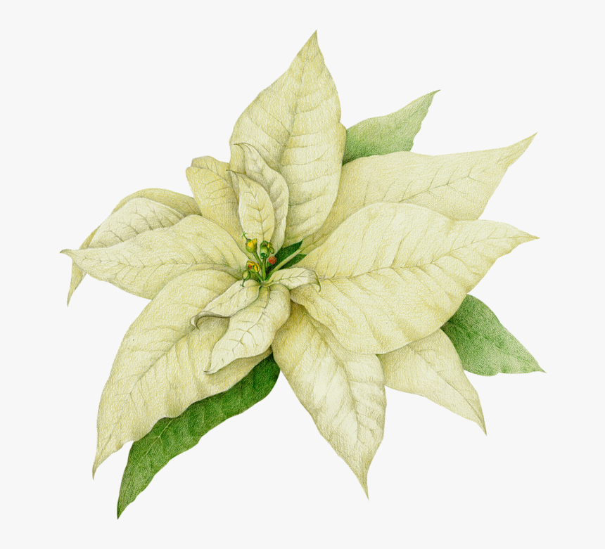 Transparent Poinsettia Clipart - White Poinsettia Clipart, HD Png Download, Free Download