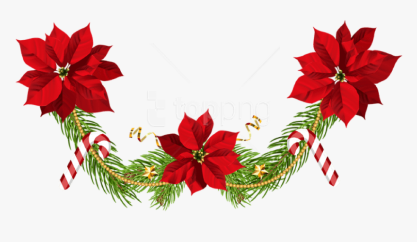 Transparent Poinsettia Clipart - Clip Art Christmas Poinsettias, HD Png Download, Free Download