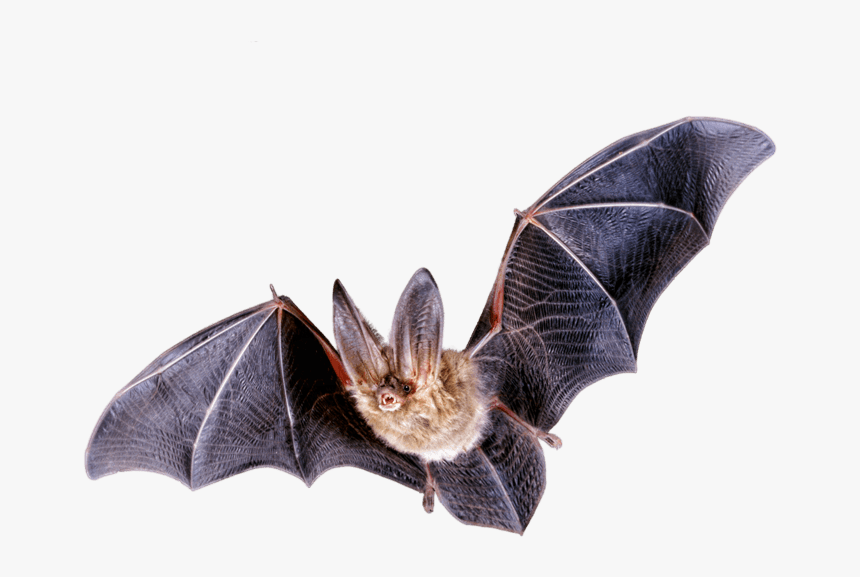 Bat - Northern Long Eared Bat Transparent, HD Png Download, Free Download