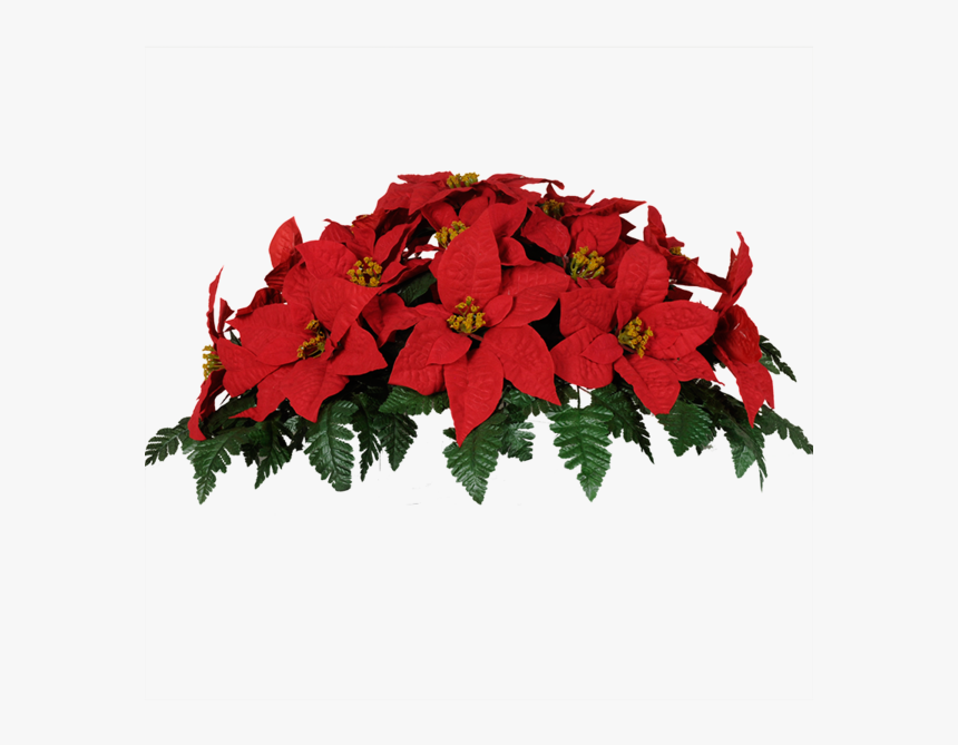 Transparent Poinsettia Png - Transparent Image Of Poinsettia, Png Download, Free Download