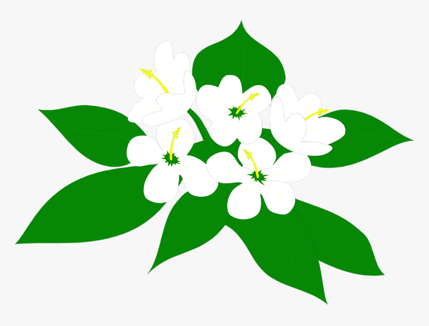 Transparent Poinsettia Clipart - Sampaguita Clipart, HD Png Download, Free Download