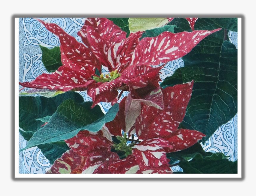 Poinsettia, HD Png Download, Free Download