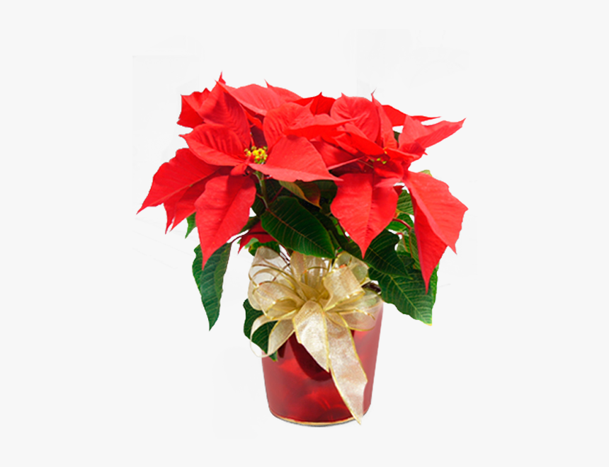 Poinsettia, HD Png Download, Free Download