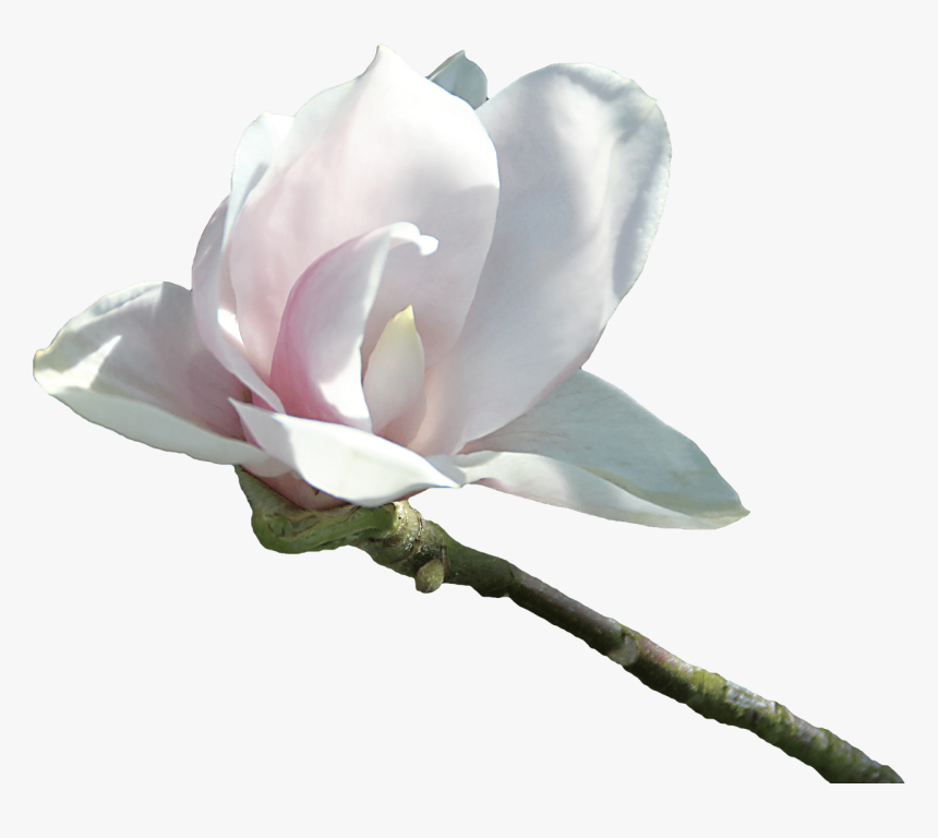 Velvetty White Flower - Virág Png, Transparent Png, Free Download