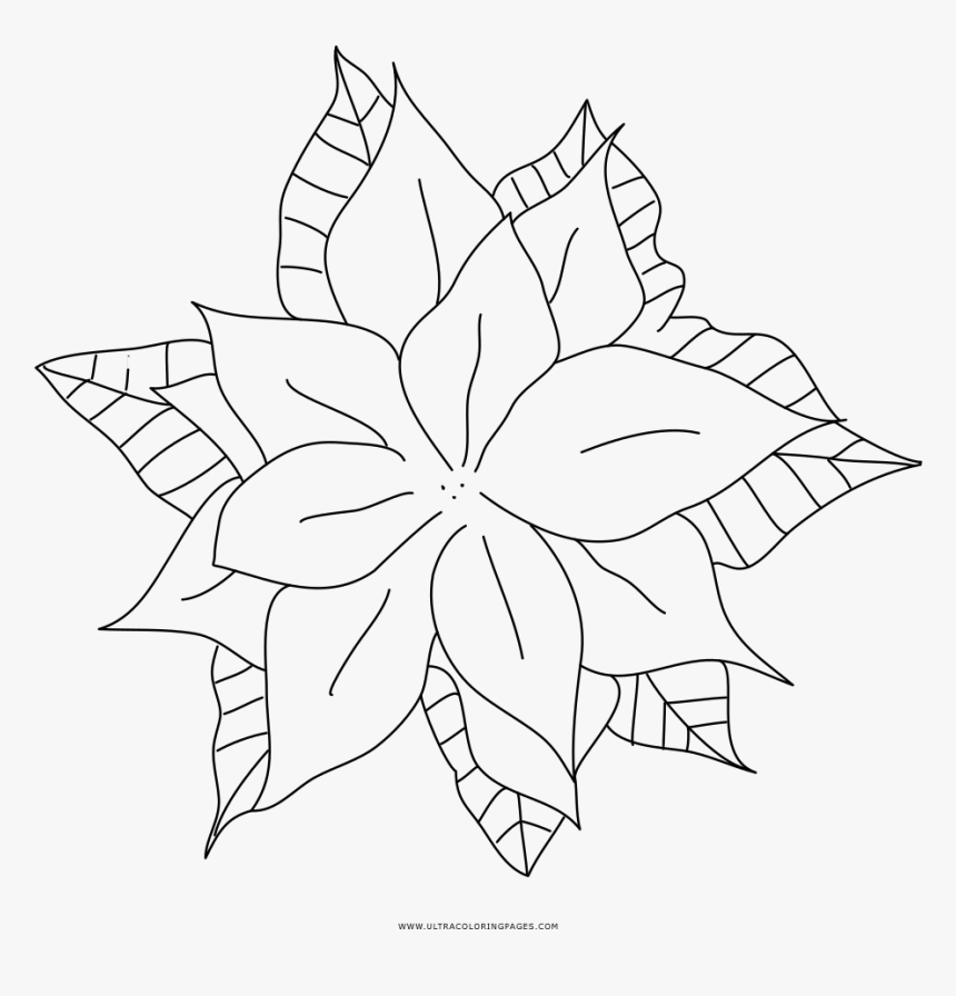 Poinsettia Coloring Page - Line Art, HD Png Download, Free Download