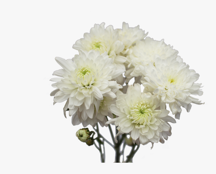 Chrysanthemum Flower White Png, Transparent Png, Free Download