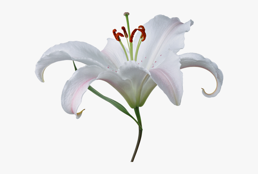 Lilium Png - Fleurs De Lys Png, Transparent Png, Free Download