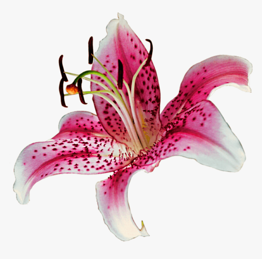 Transparent Stargazer Lily Png - Stargazer Lily Clipart, Png Download, Free Download