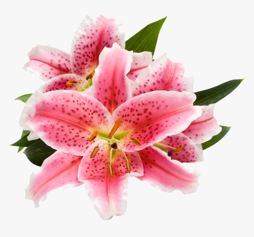 Ecoscents Stargazer Lily Wax Melts , Pink (2298x2298), - Stargazer Pink Flower Png, Transparent Png, Free Download