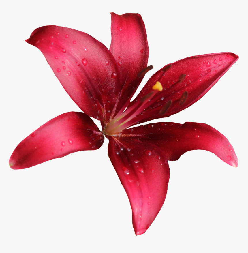 Download Lily Png Free Download - Lilly Png, Transparent Png, Free Download