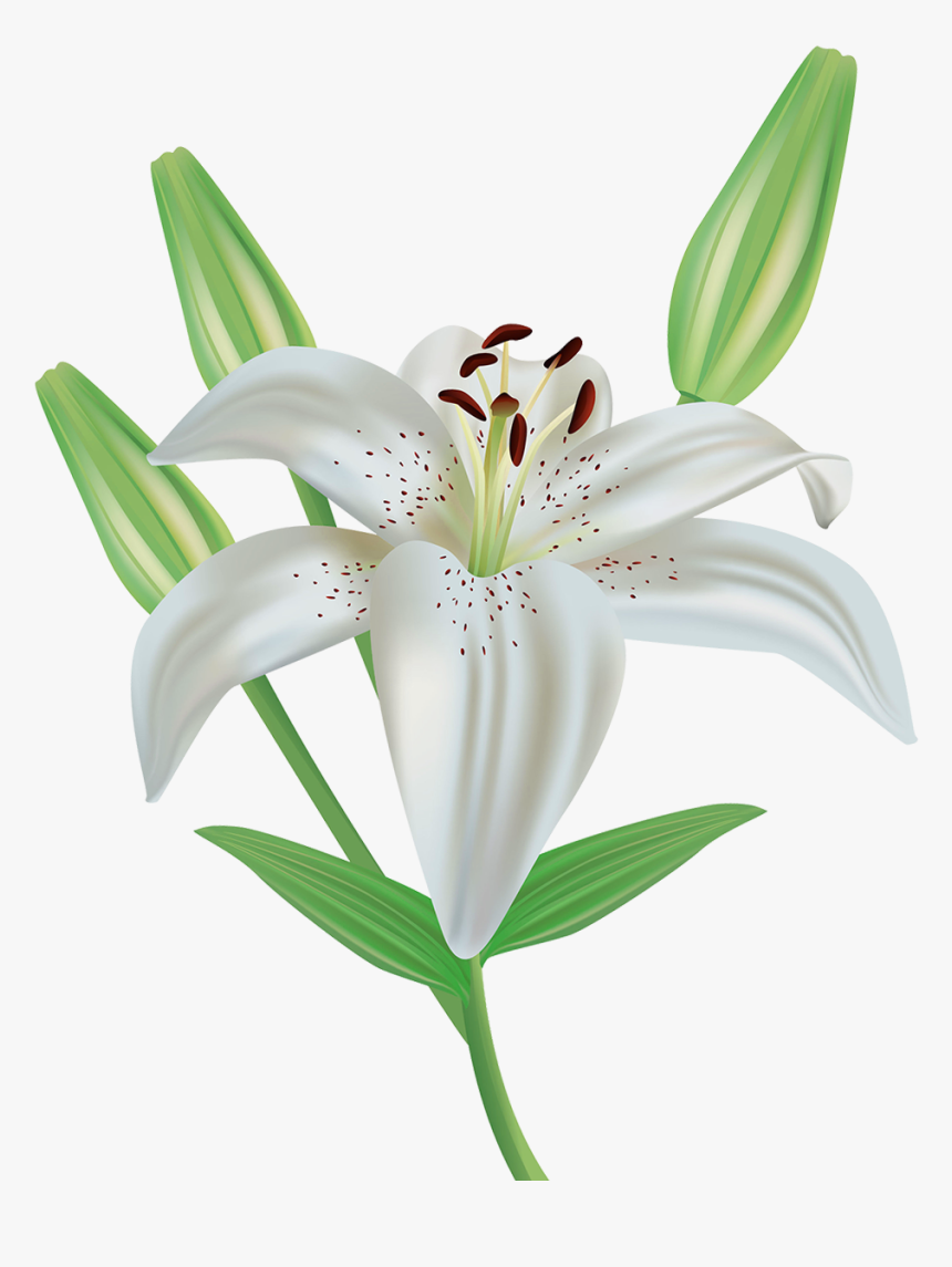 Lily Flower Clipart Image Gallery Yopriceville High - Lily Flower Clipart,  HD Png Download - kindpng