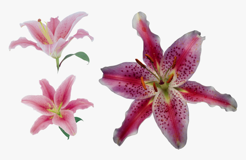 Transparent Stargazer Lily Png, Png Download, Free Download