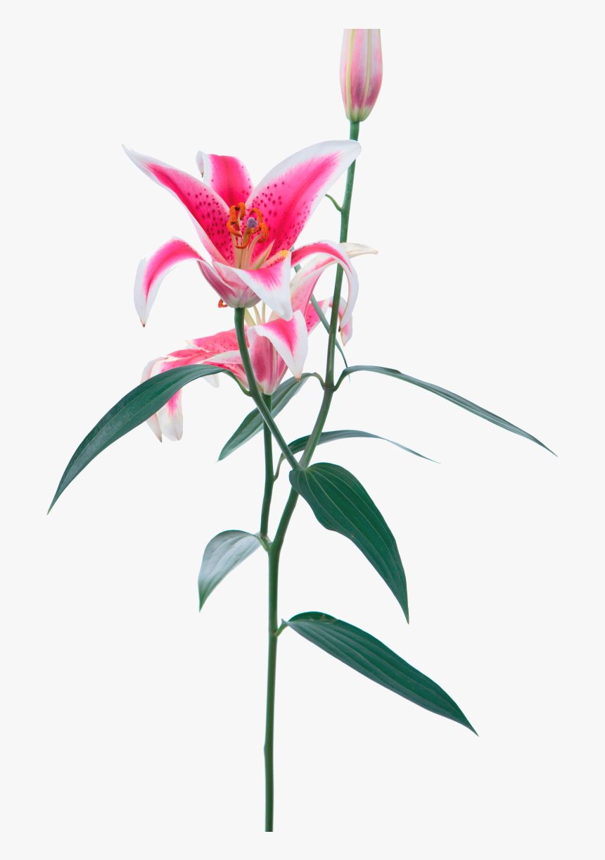 Opens Beautifully Stargazer Lily - Stargazer Lily Transparent Background, HD Png Download, Free Download