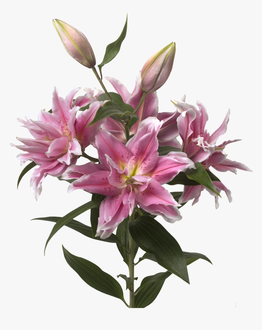 Stargazer Lily Png , Png Download - Li Or Roselily Natalia Double, Transparent Png, Free Download