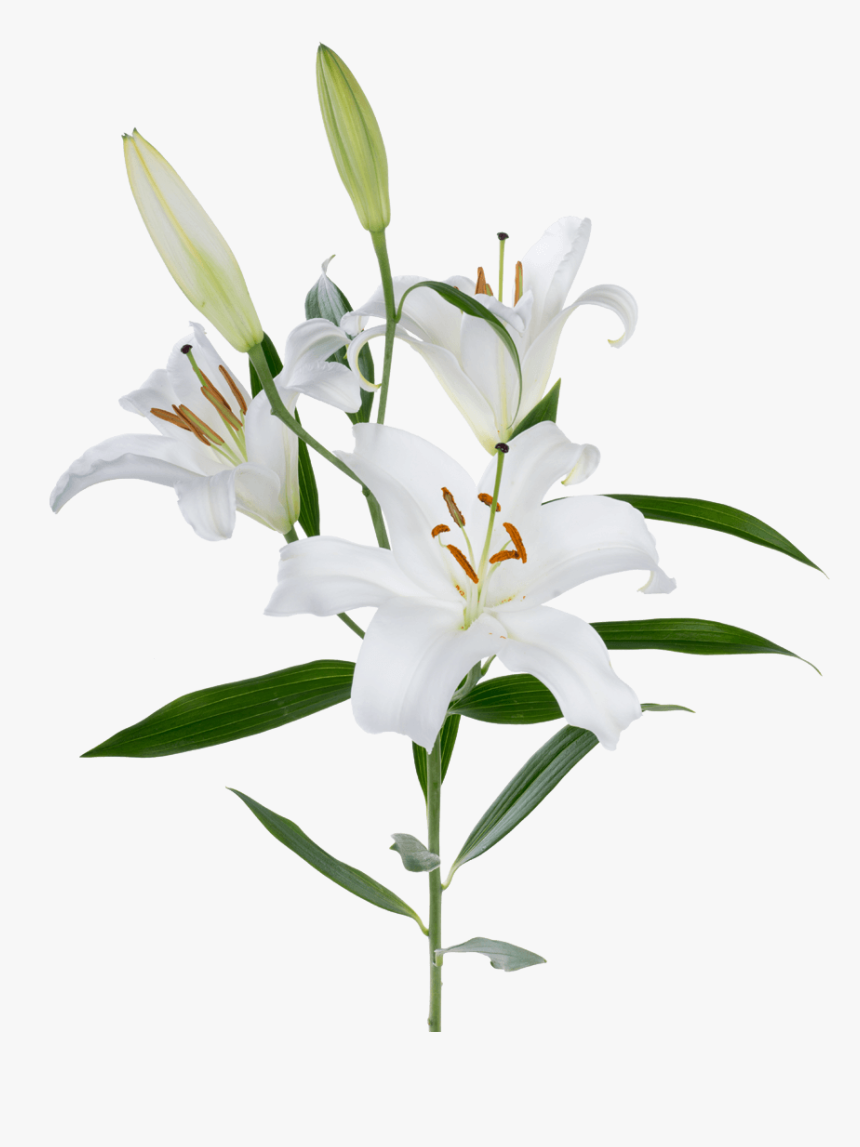 Oriental Lily White - White Oriental Lily Flower, HD Png Download, Free Download