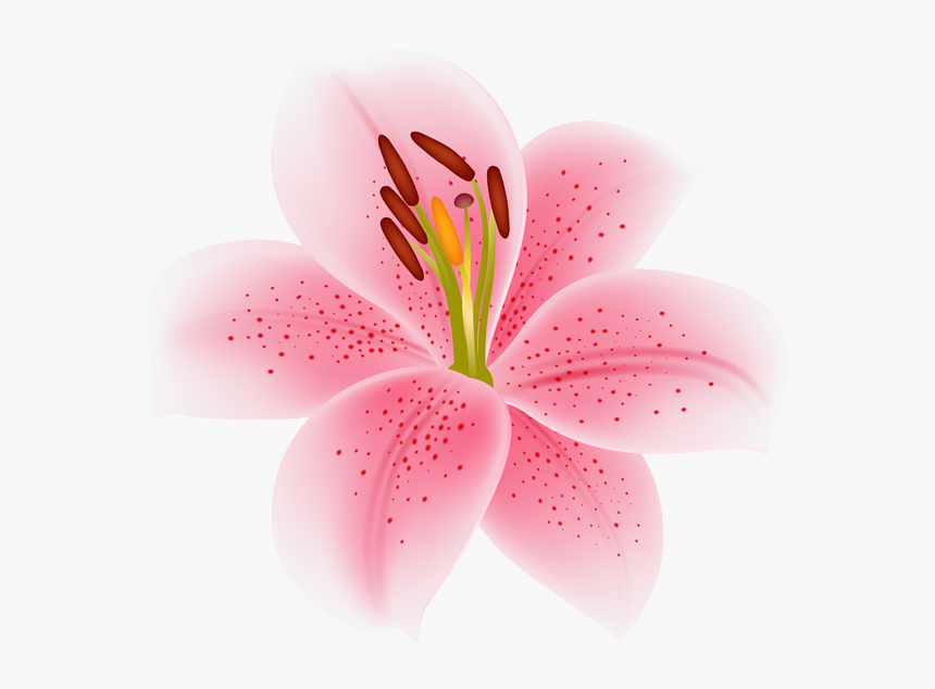 Pink Lilium Flower Transparent Image - Flowers Lilium Png, Png Download, Free Download