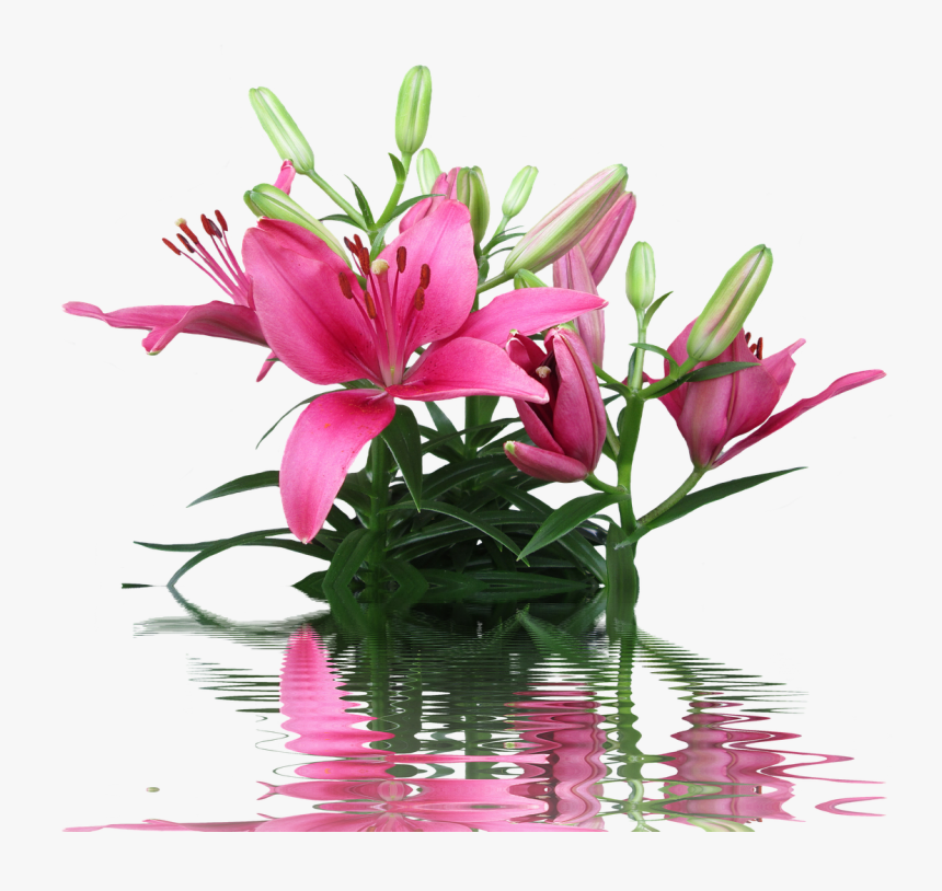 Lily Pink Lily Lily Family Free Picture - Lily, HD Png Download, Free Download