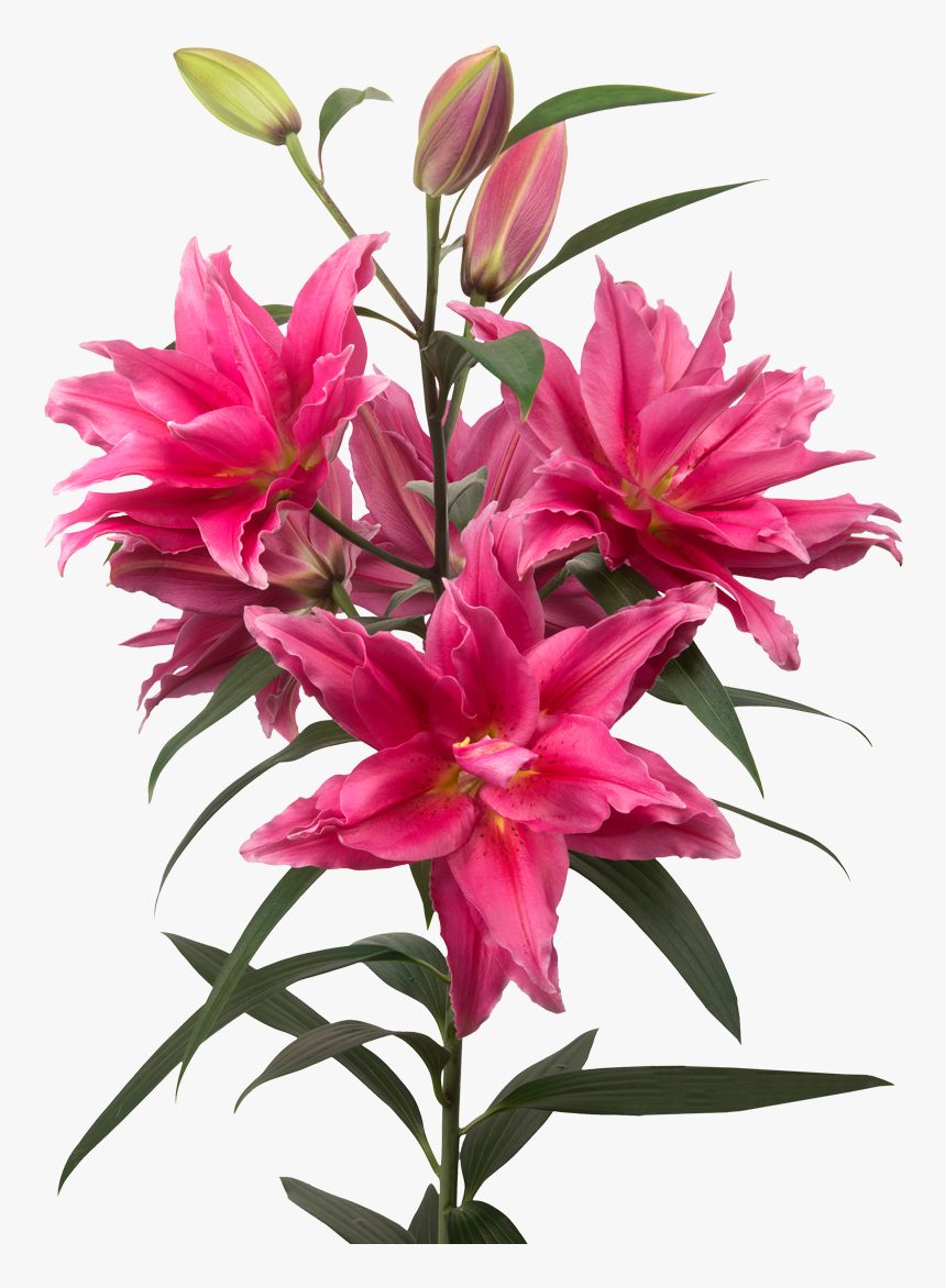 Lily, HD Png Download, Free Download