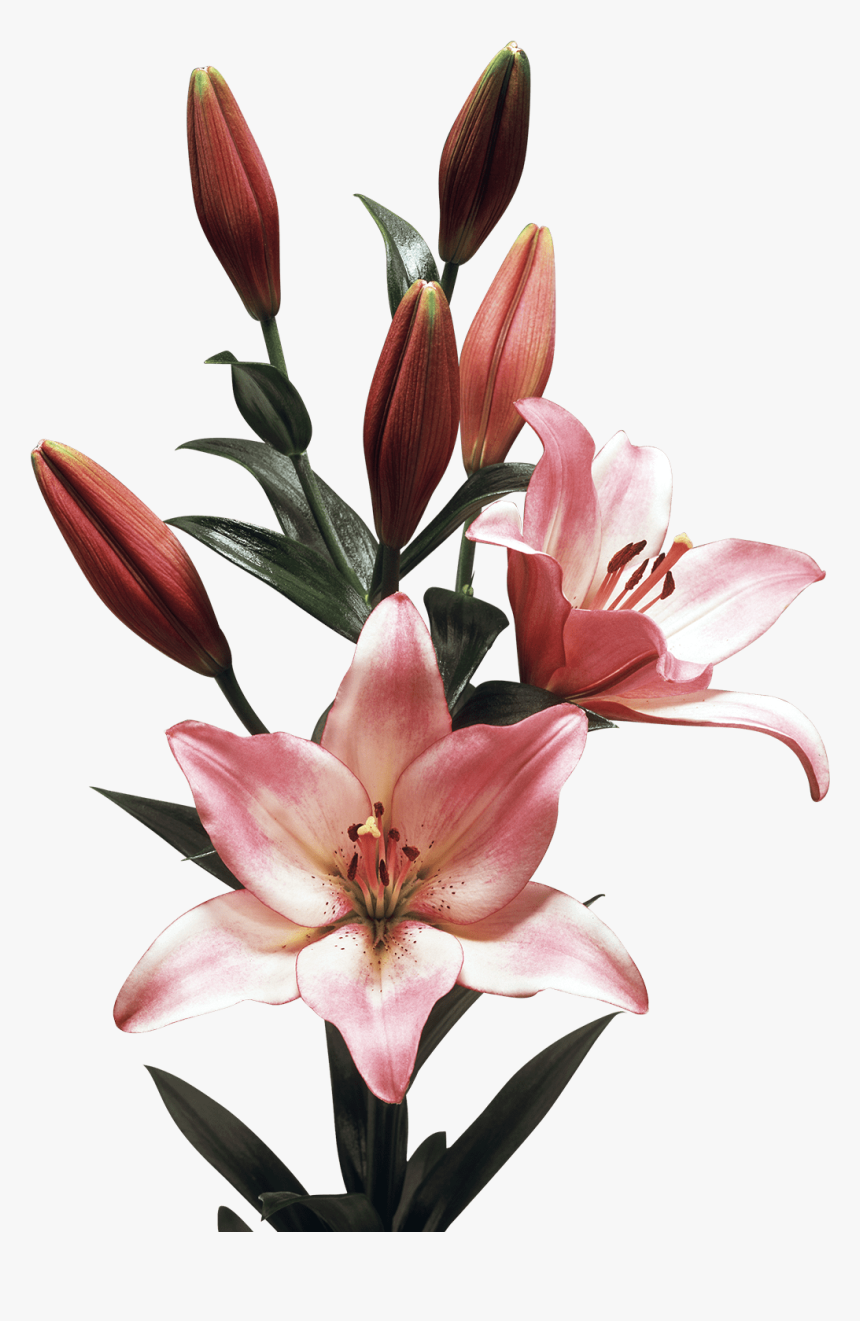 Clip Art Royal Lily Flower - Lily, HD Png Download, Free Download