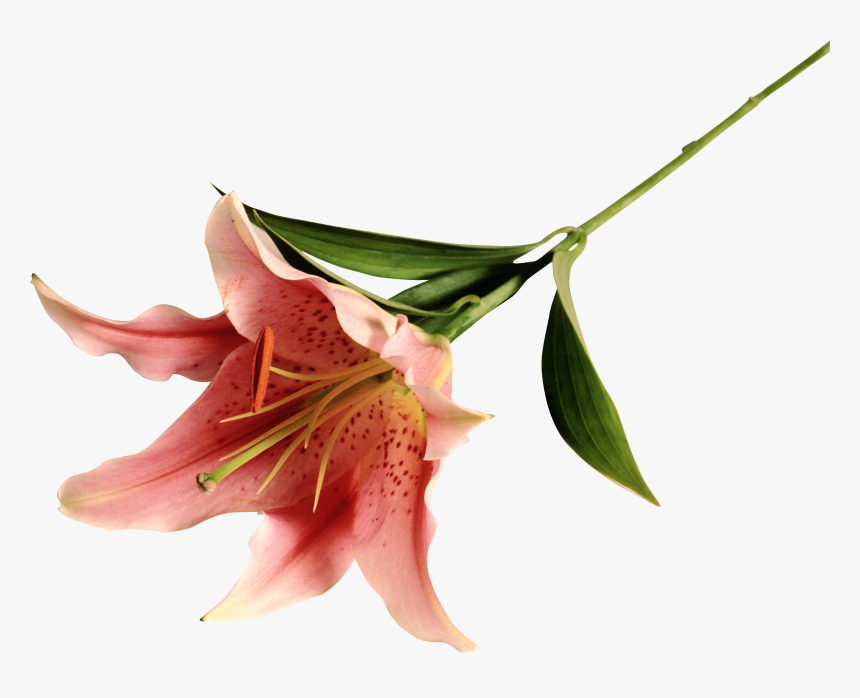 Stargazer Lily Clipart , Png Download - Stargazer Lily, Transparent Png, Free Download