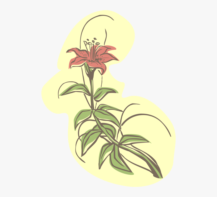 Vector Illustration Of Garden Lily Flower In Bloom, HD Png Download, Free Download