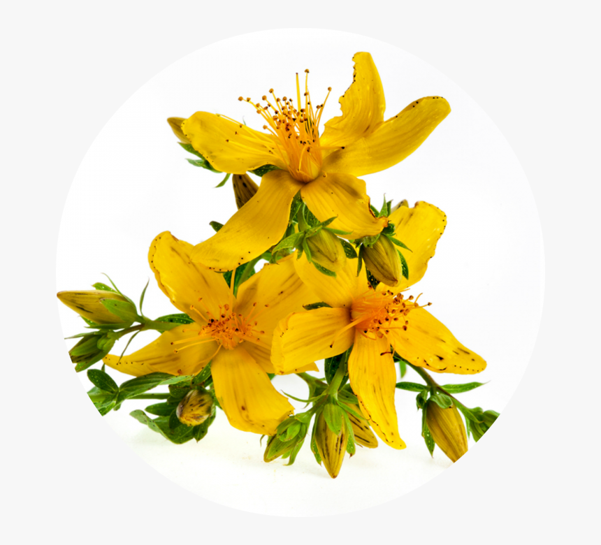 St John's Wort Png, Transparent Png, Free Download