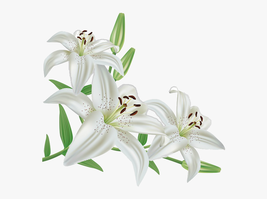 Madonna Lily Flower Lily "stargazer - White Lily Flower Clipart, HD Png Download, Free Download