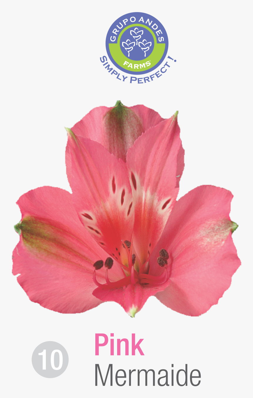 Alstroemeria Variedad Mermaide Grupo Andes Farms, HD Png Download, Free Download