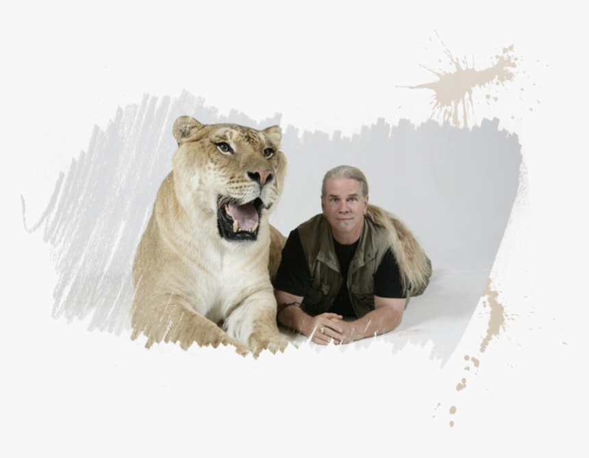 Meet Herculesthe Liger - Hercules The Liger Png, Transparent Png, Free Download