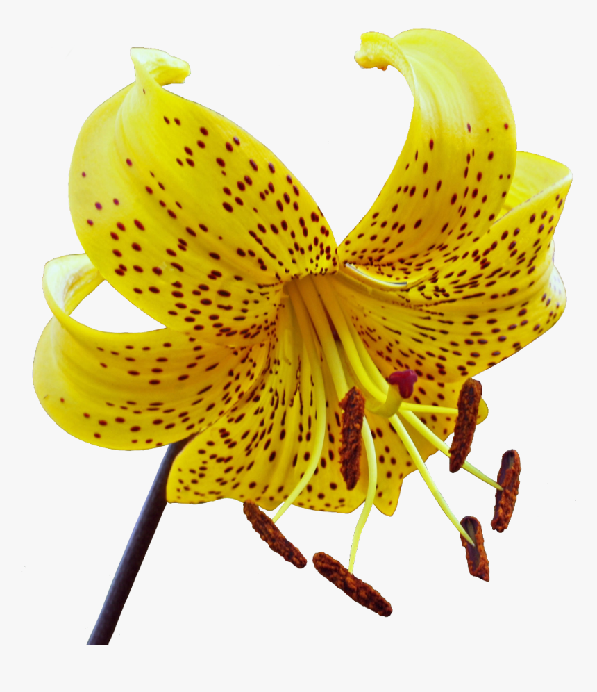 #lily #flower #yellow #spots #spotted #freetoedit - Tiger Lily, HD Png Download, Free Download