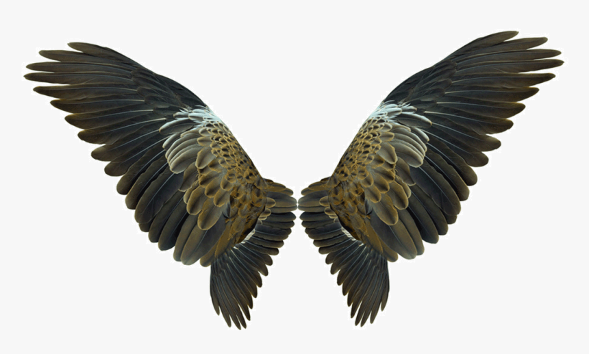 Eagles Wings Png Download - Eagle Wings No Background, Transparent Png, Free Download