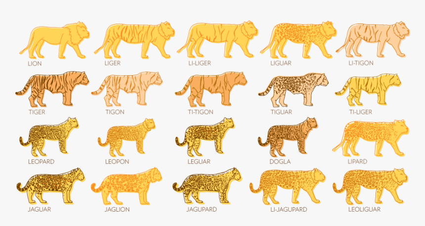 Liger Png, Transparent Png, Free Download